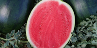 Sandia Negra