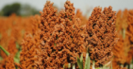 Sorgo cargill 0