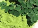 moringa