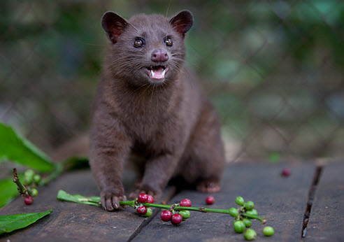 Kopi Luwak